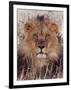 Lion-null-Framed Photographic Print