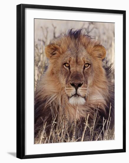 Lion-null-Framed Photographic Print