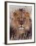 Lion-null-Framed Photographic Print