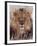 Lion-null-Framed Photographic Print