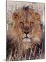 Lion-null-Mounted Photographic Print