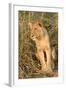 Lion-null-Framed Photographic Print