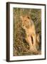 Lion-null-Framed Photographic Print