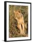 Lion-null-Framed Photographic Print