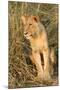 Lion-null-Mounted Photographic Print