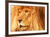 Lion-null-Framed Photographic Print