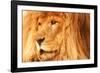 Lion-null-Framed Photographic Print