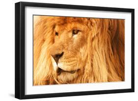 Lion-null-Framed Photographic Print