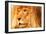 Lion-null-Framed Photographic Print