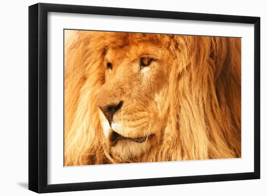 Lion-null-Framed Photographic Print