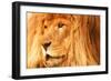 Lion-null-Framed Photographic Print