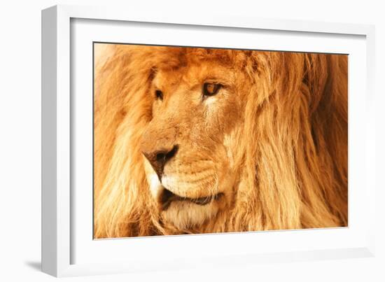 Lion-null-Framed Photographic Print