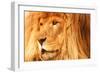 Lion-null-Framed Photographic Print