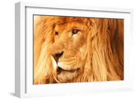 Lion-null-Framed Photographic Print