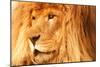 Lion-null-Mounted Photographic Print