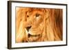 Lion-null-Framed Photographic Print