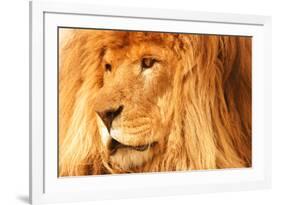 Lion-null-Framed Photographic Print