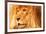 Lion-null-Framed Photographic Print