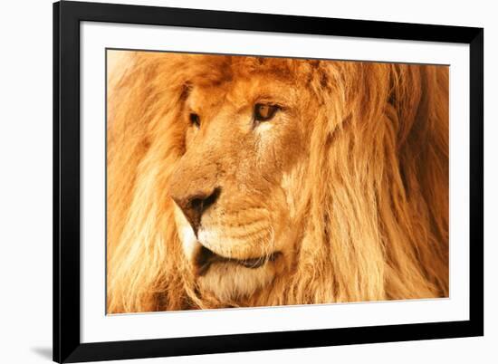 Lion-null-Framed Photographic Print