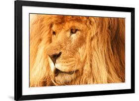 Lion-null-Framed Photographic Print