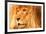 Lion-null-Framed Photographic Print