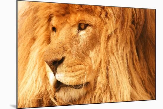 Lion-null-Mounted Photographic Print