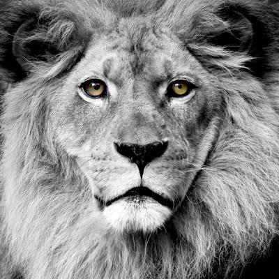 'Lion' Photographic Print | AllPosters.com