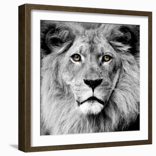 Lion-null-Framed Photographic Print