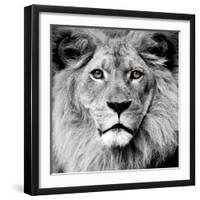 Lion-null-Framed Photographic Print