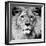 Lion-null-Framed Photographic Print