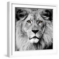 Lion-null-Framed Photographic Print