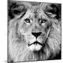 Lion-null-Mounted Photographic Print