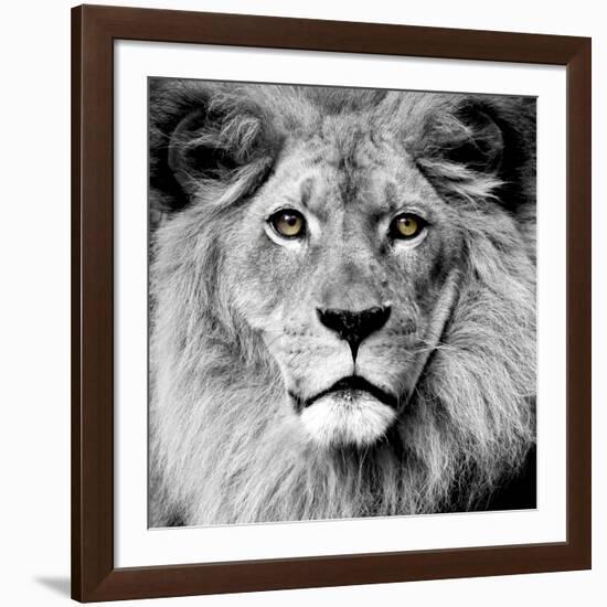 Lion-null-Framed Photographic Print