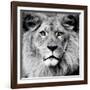 Lion-null-Framed Photographic Print