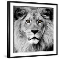 Lion-null-Framed Photographic Print