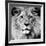 Lion-null-Framed Photographic Print