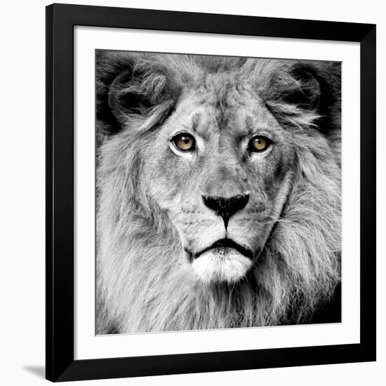 Lion-null-Framed Photographic Print