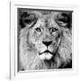 Lion-null-Framed Photographic Print