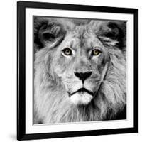 Lion-null-Framed Photographic Print