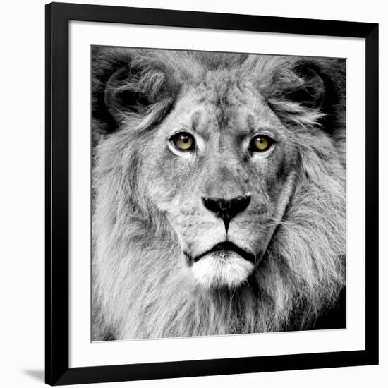 Lion-null-Framed Photographic Print