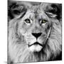 Lion-null-Mounted Photographic Print