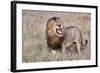 Lion-Alessandro Catta-Framed Photographic Print