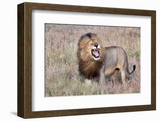 Lion-Alessandro Catta-Framed Photographic Print