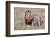 Lion-Alessandro Catta-Framed Photographic Print