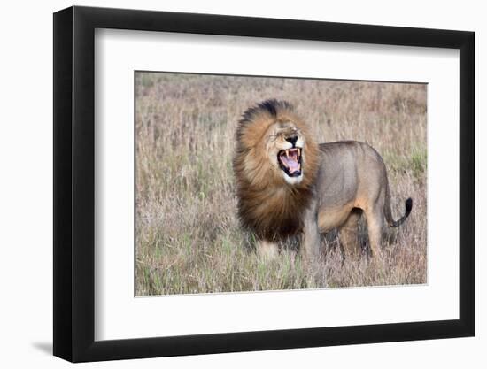 Lion-Alessandro Catta-Framed Photographic Print