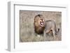 Lion-Alessandro Catta-Framed Photographic Print