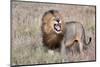 Lion-Alessandro Catta-Mounted Photographic Print