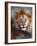 Lion-Eric Meyer-Framed Photographic Print