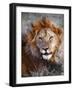 Lion-Eric Meyer-Framed Photographic Print