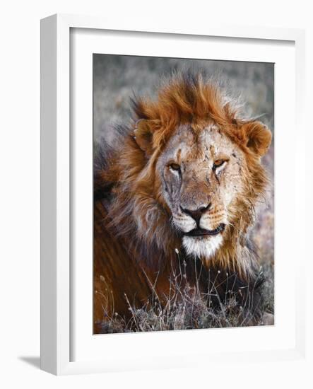 Lion-Eric Meyer-Framed Photographic Print